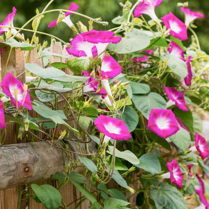 Ipomoea 'Party Dress' Seeds