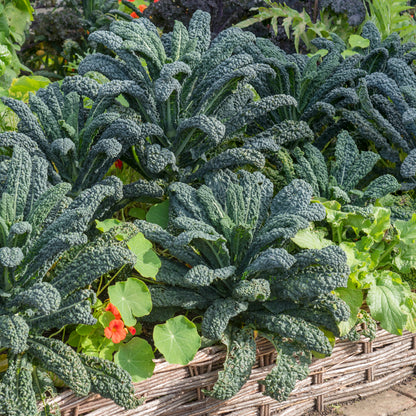Kale 'Nero di Toscana' Seeds