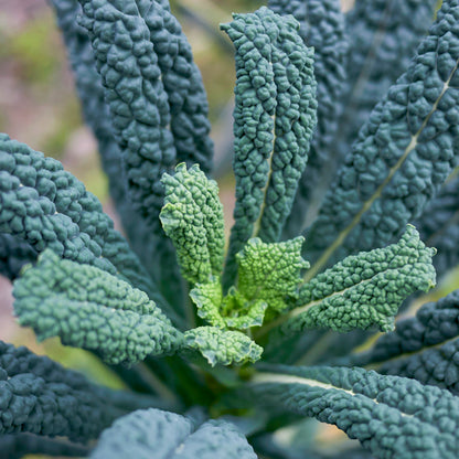 Kale 'Nero di Toscana' Seeds