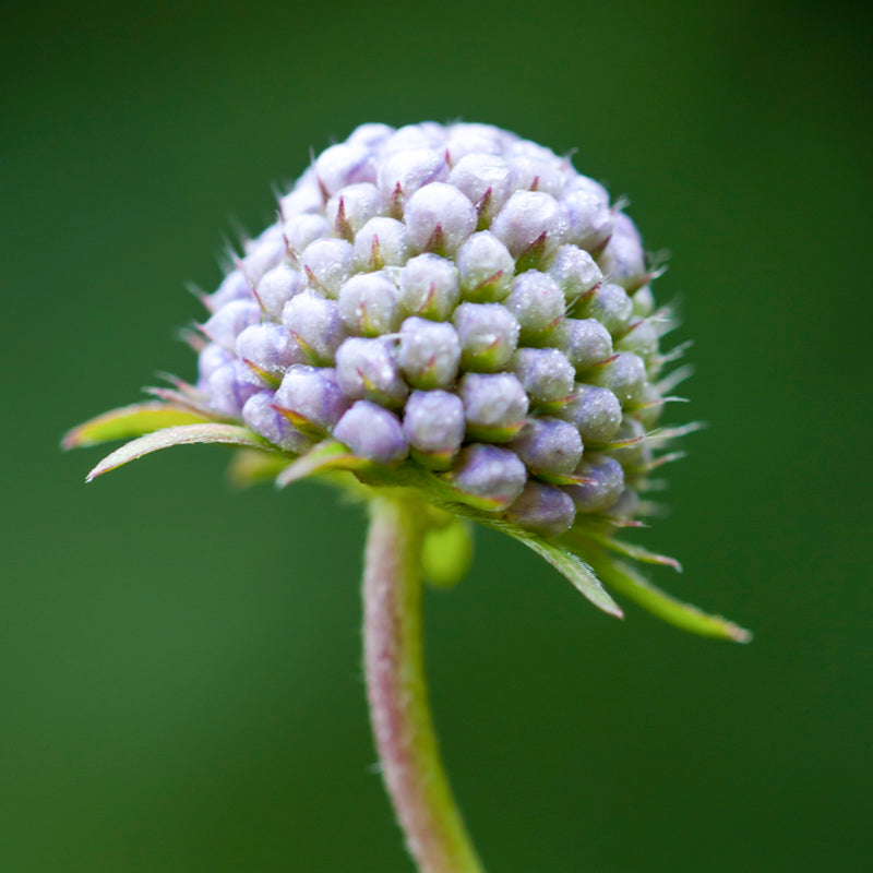 Knautia arvensis - Seeds