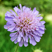 Load image into Gallery viewer, Knautia arvensis - Seeds
