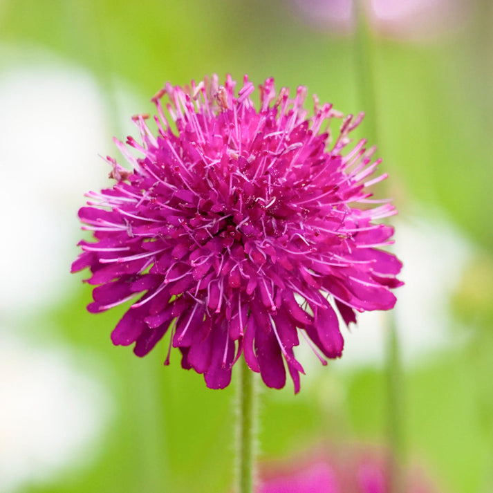 Knautia macedonica ‘Melton Pastels’ - Macedonian Scabious Seeds