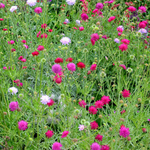 Load image into Gallery viewer, Knautia macedonica &#39;Melton Pastels&#39; Seeds
