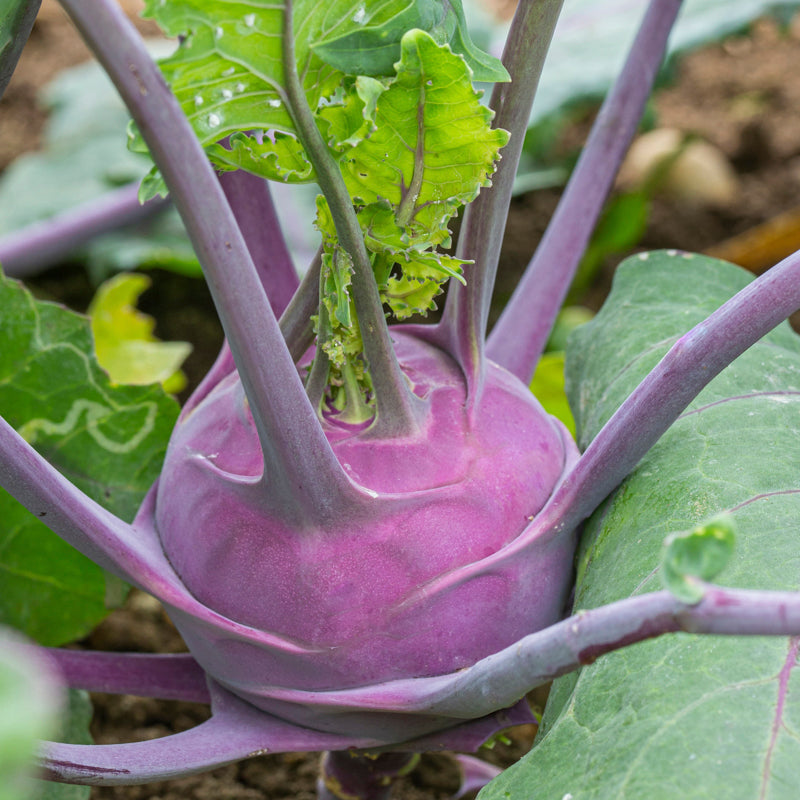 Kohl Rabi 'Purple Delicacy' Seeds – Stocks & Green