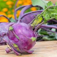 Load image into Gallery viewer, Kohl Rabi &#39;Purple Delicacy&#39; Seeds
