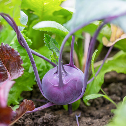 Kohl Rabi 'Purple Delicacy' Seeds