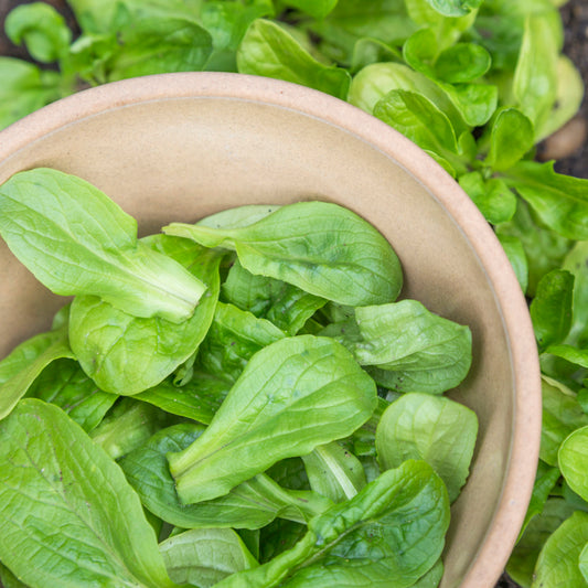 Lambs Lettuce 'Vision' Seeds