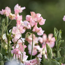 Load image into Gallery viewer, Lathyrus &#39;Champagne Bubbles&#39; (Sweet Peas) Seeds
