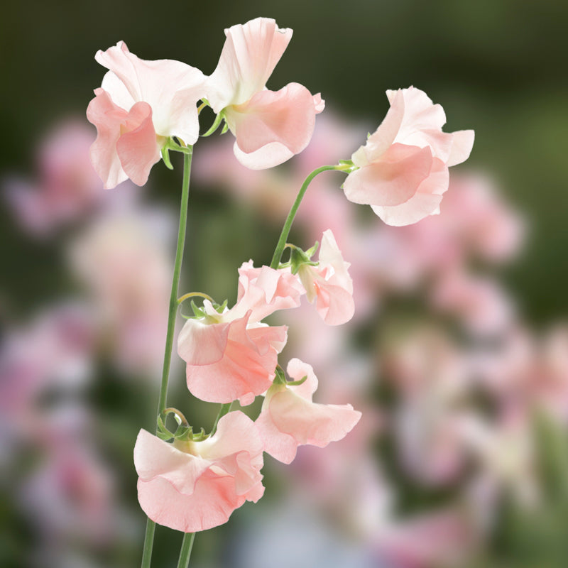Lathyrus 'Champagne Bubbles' (Sweet Peas) Seeds