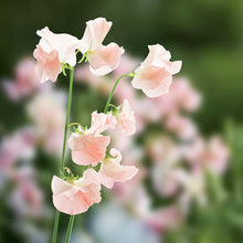 Load image into Gallery viewer, Lathyrus &#39;Champagne Bubbles&#39; (Sweet Peas) Seeds
