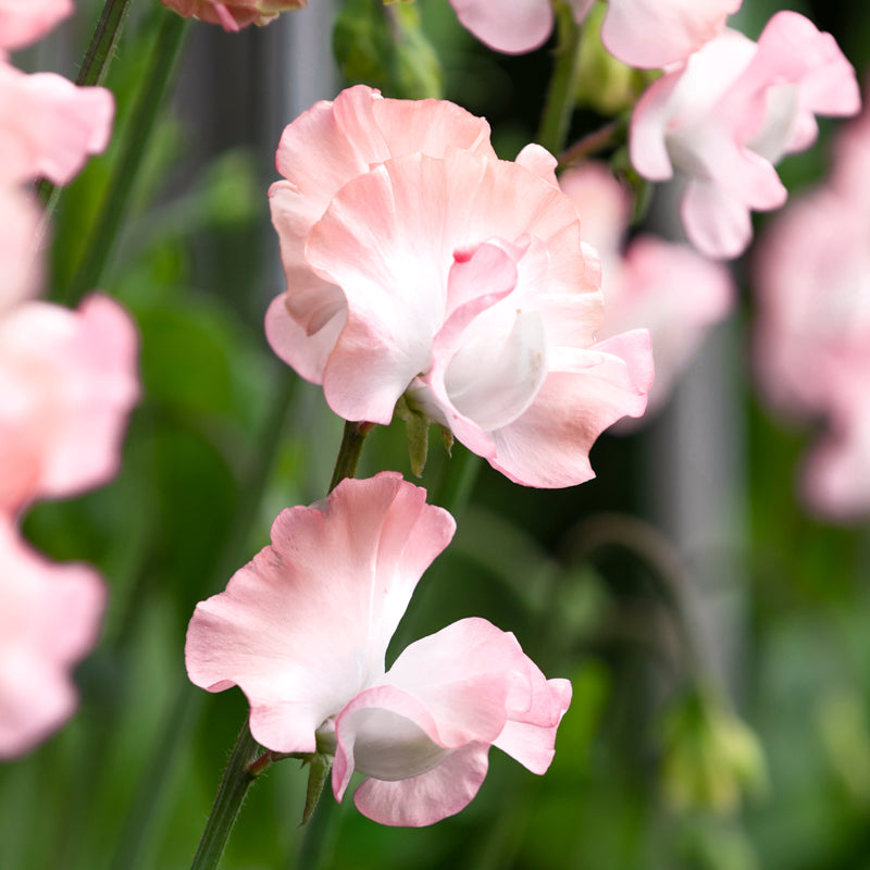 Lathyrus 'Champagne Bubbles' (Sweet Peas) Seeds