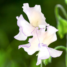 Load image into Gallery viewer, Lathyrus &#39;High Scent&#39; (Sweet Peas) Seeds
