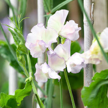Load image into Gallery viewer, Lathyrus &#39;High Scent&#39; (Sweet Peas) Seeds
