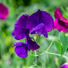 Load image into Gallery viewer, Lathyrus &#39;Mammoth Mid Blue&#39; Seeds
