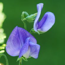 Load image into Gallery viewer, Lathyrus &#39;Noel Sutton&#39; Seeds
