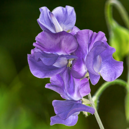 Lathyrus 'Pluto' (Sweet Peas) Seeds