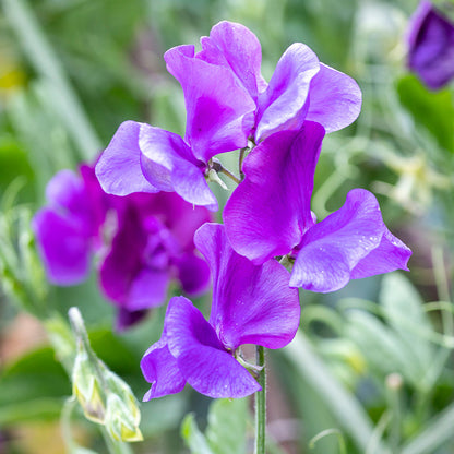 Lathyrus 'Pluto' (Sweet Peas) Seeds