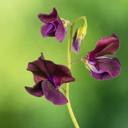 Lathyrus 'Windsor' (Sweet Peas) Seeds