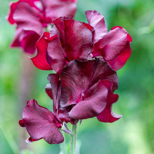 Lathyrus 'Windsor' (Sweet Peas) Seeds