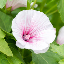 Load image into Gallery viewer, Lavatera &#39;Dwarf Pink Blush&#39; Seeds
