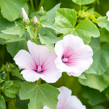 Load image into Gallery viewer, Lavatera &#39;Dwarf Pink Blush&#39; Seeds
