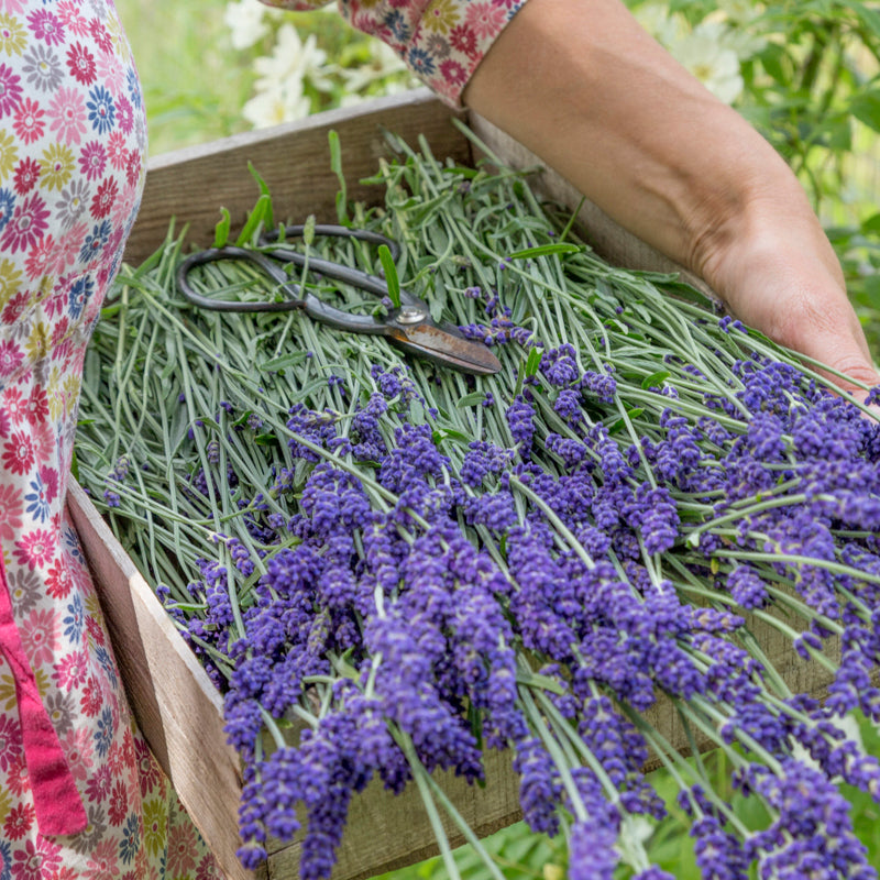 Lavender 'Hidcote' Seeds