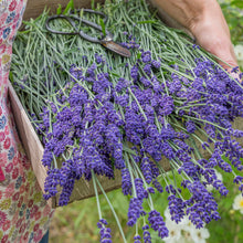 Load image into Gallery viewer, Lavender &#39;Hidcote&#39; Seeds

