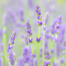 Load image into Gallery viewer, Lavender &#39;Hidcote&#39; Seeds
