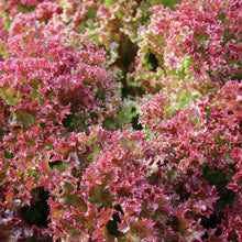Load image into Gallery viewer, Lettuce &#39;Lollo Rossa&#39; Seeds
