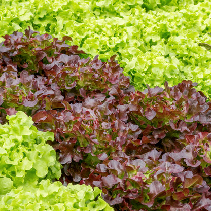 Lettuce 'Salad Bowl Red & Green' Mixed - Seeds