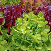 Load image into Gallery viewer, Lettuce &#39;Salad Bowl Red &amp; Green&#39; Mixed - Seeds
