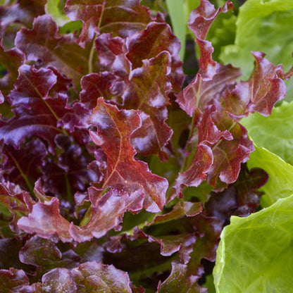 Lettuce 'Salad Bowl Red' Seeds