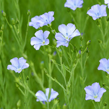 Load image into Gallery viewer, Linum perenne - Seeds
