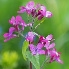 Load image into Gallery viewer, Lunaria annua - Seeds
