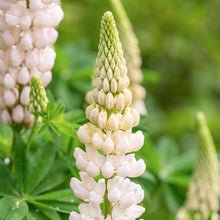 Load image into Gallery viewer, Lupinus &#39;Noble Maiden&#39; Seeds
