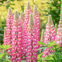 Load image into Gallery viewer, Lupinus &#39;The Chatelaine Pink&#39; Seeds
