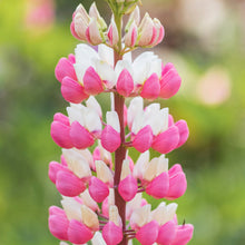 Load image into Gallery viewer, Lupinus &#39;The Chatelaine Pink&#39; Seeds
