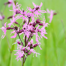 Load image into Gallery viewer, Lychnis flos-cuculi - Ragged Robin Seeds
