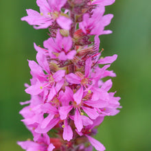 Load image into Gallery viewer, Lythrum salicaria - Seeds
