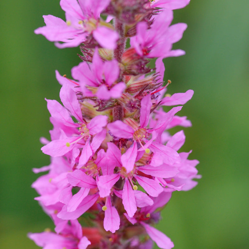 Loki Lythrum Lythrum Salicaria