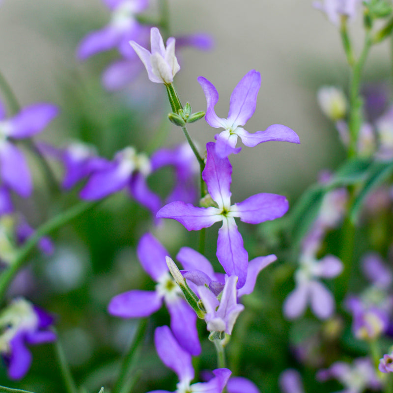 Matthiola bicornis Nightscented Stock Seeds Stocks & Green