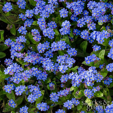 Load image into Gallery viewer, Myosotis &#39;Indigo Blue&#39; - Alpine Forget-Me-Not Seeds
