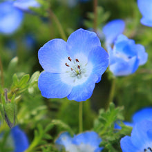 Load image into Gallery viewer, Nemophila insignis - Seeds
