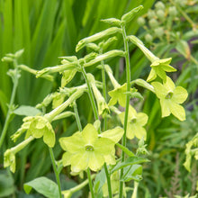 Load image into Gallery viewer, Nicotiana &#39;Lime Green&#39; Seeds
