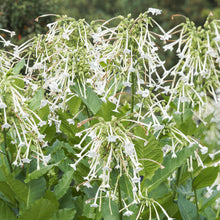 Load image into Gallery viewer, Nicotiana sylvestris &#39;White Trumpets&#39; Seeds

