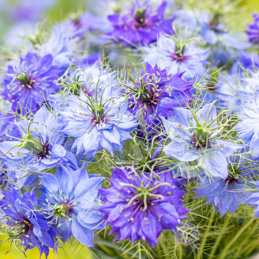 Nigella damascena 'Miss Jekyll' Seeds