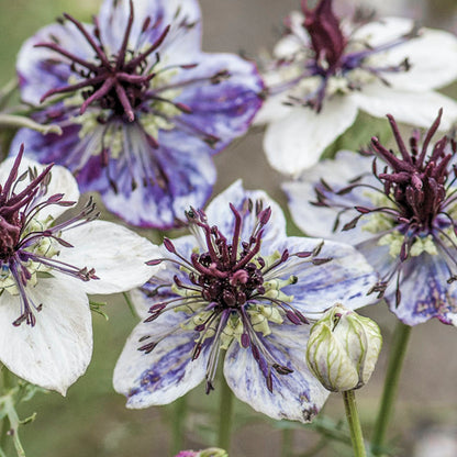 Nigella papillosa 'Delft Blue' Seeds