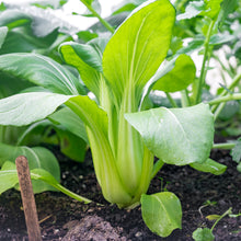 Load image into Gallery viewer, Pak Choi &#39;Chinese White&#39; Seeds
