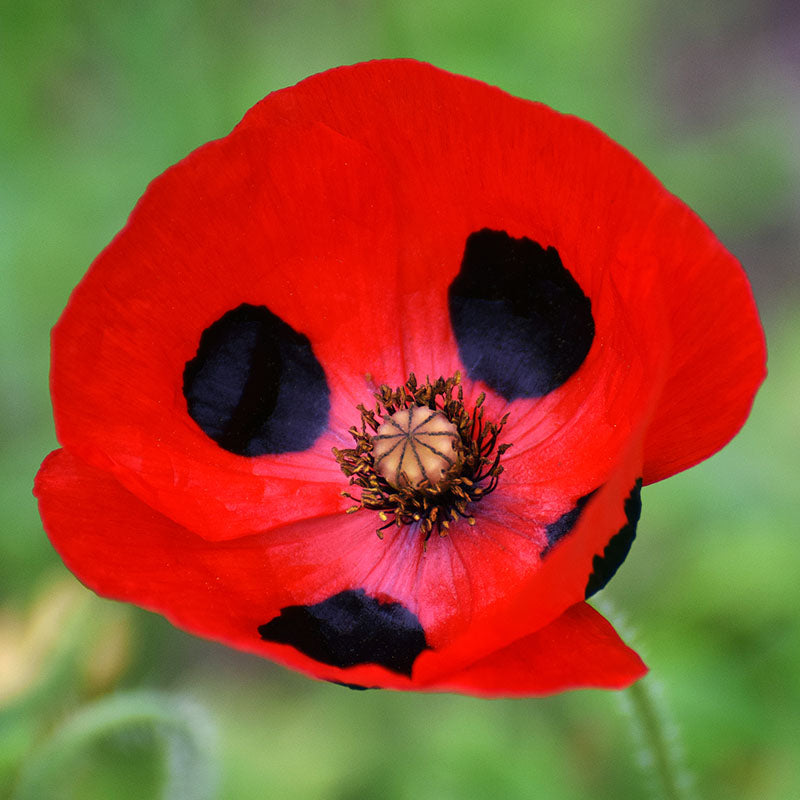 Ladybird poppy with vivid red petals and black spots