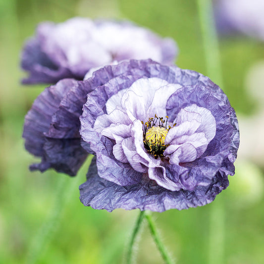 Papaver rhoeas 'Amazing Grey' (Poppy) Seeds